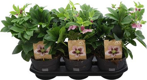 Pink-Flamed Hellebore (Helleborus orientalis) – 19cm Pot