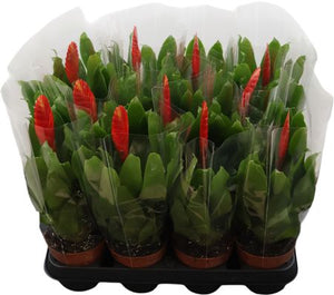 Red Vriesea Kallisto – 10.5cm Pot