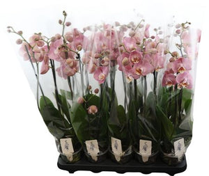 Orange Phalaenopsis Orchid – 12cm Pot, 70cm High