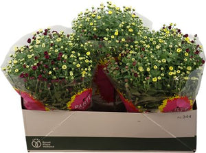 Mixed Chrysanthemum Flowering Plant – 23cm Ceramic Pot