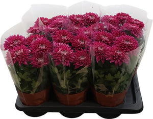 Purple Chrysanthemum (Indicum Group) – 17cm Pot