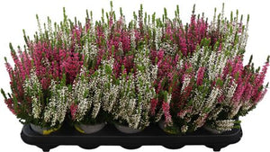 Calluna Beauty Ladies Trio ‘Milca’ – 10.5cm Pot