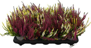 Calluna Beauty Ladies Trio ‘Milca’ – 10.5cm Pot