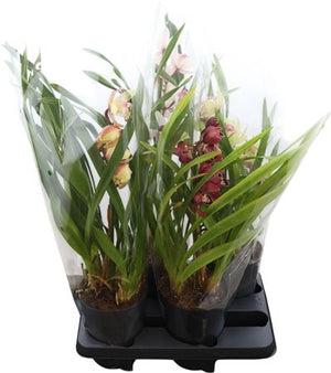 Cymbidium Orchid – 14cm Pot, Approx. 40cm Tall