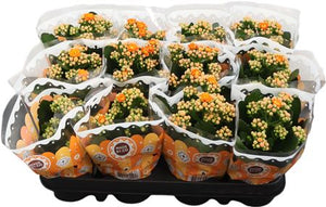 Kalanchoe Double ‘Perfecta’ – 9cm Pot