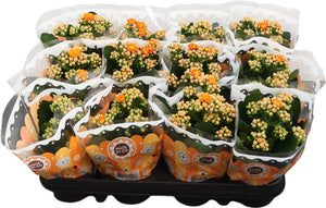 Kalanchoe Double ‘Perfecta’ – 9cm Pot