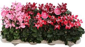 Lilac Cyclamen persicum – 10.5cm Pot