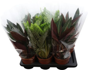 Mixed Calathea Houseplant – 17cm Pot, Approx. 50cm