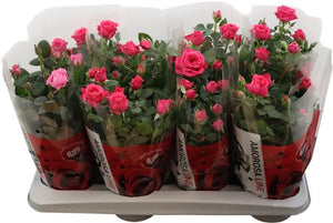 Pink Miniature Rose (Rosa) – 14cm Pot