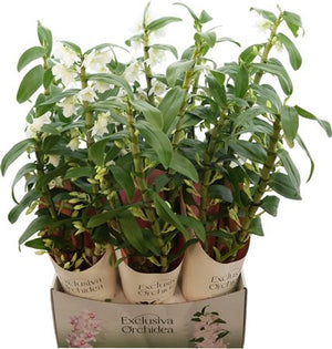 White Dendrobium Nobile Orchid – 12cm Pot