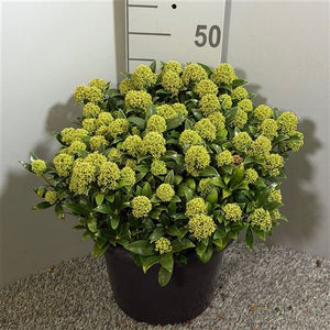 Skimmia japonica 'White Dwarf' – 31cm Pot