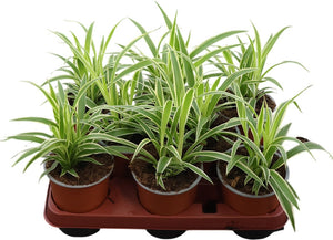 Chlorophytum Comosum Spider Plant – 12cm Pot