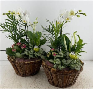 Round Bark Plant Arrangement