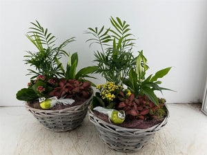 Mixed Colour Round Arrangement – Grey Pot