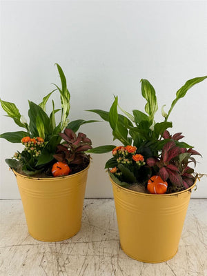 Mixed Floral Arrangement in Yellow Zinc Bucket