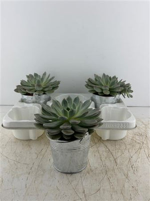Mixed Colour Arrangement in Zinc Bucket