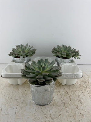 Mixed Colour Arrangement in Zinc Bucket