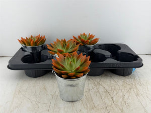 Mixed Plant Arrangement in Zinc Bucket