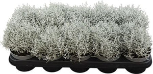 Cushion Bush (Leucophyta brownii) – 12cm Pot
