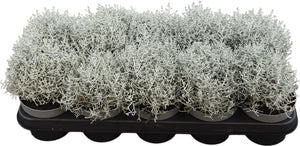 Cushion Bush (Leucophyta brownii) – 12cm Pot