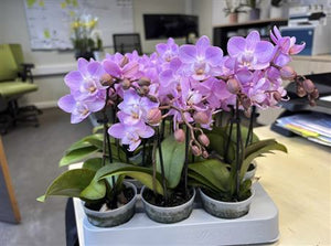 Mini Phalaenopsis Orchid – 7cm Pot, 25cm High