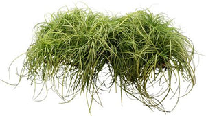 Evergreen Japanese Sedge (Carex oshimensis) – 12cm Pot