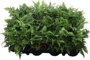 Tsussime Fern (Polystichum tsussimense) – 9cm Pot