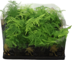 Asparagus Fern (Asparagus plumosus) – 6cm Pot