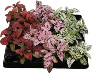 Mixed Hypoestes Polka Dot Plant – 6cm Pot