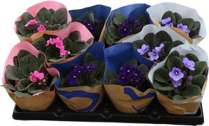 Mixed African Violet (Saintpaulia) – 12cm Pot