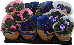 Mixed African Violet (Saintpaulia) – 12cm Pot