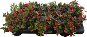 Red Gaultheria Wintergreen Berry Plant – 10cm Pot