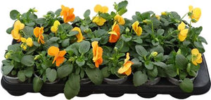 Orange Viola (Viola × wittrockiana) – 9cm Pot