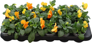 Orange Viola (Viola × wittrockiana) – 9cm Pot
