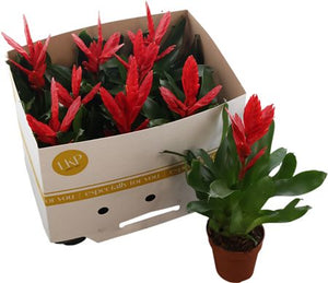 Red Vriesea ‘Twinkle’ – 10.5cm Pot, 40cm High