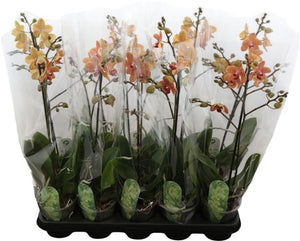Sunset Love Phalaenopsis Orchid – 12cm Pot