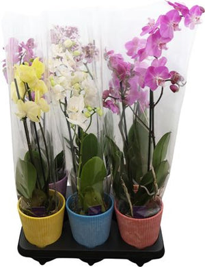 Phalaenopsis Orchid Mix – 2 Stems, 12cm Pot