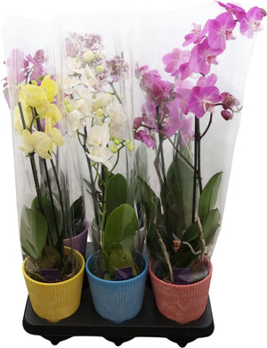 Phalaenopsis Orchid Mix – 2 Stems, 12cm Pot
