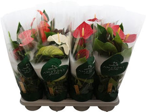 Mixed Anthurium Flowering Houseplant – 14cm Pot