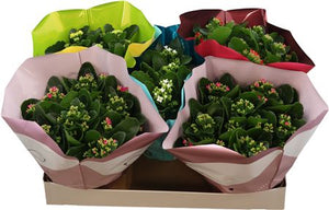 Mixed Kalanchoe Flowering Houseplant – 23cm Pot