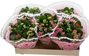 Mixed Kalanchoe Double – 23cm Pot