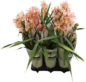 Mixed Colour Cymbidium Orchid – 12cm Pot, 55cm