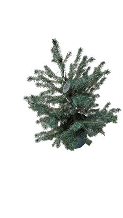 Serbian Spruce (Picea omorika) – 19cm Pot, 60cm High