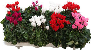 Mixed Mini Cyclamen (Cyclamen persicum) – 10.5cm Pot