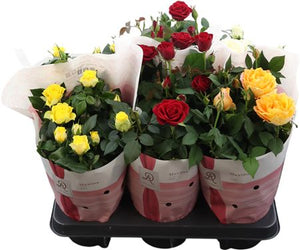 Rosa Dolc'amore® Maxima Rose – 14cm Pot
