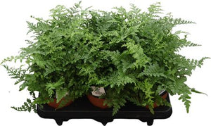 Asplenium Parvati Fern – 12cm Pot, 30cm High