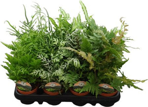 Mixed Fern Houseplant – 9cm Pot, 15cm High