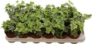 Goldchild English Ivy (Hedera helix) – 9cm Pot