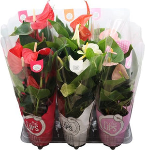 Mixed Anthurium Houseplant – 12cm Pot, 40cm Tall