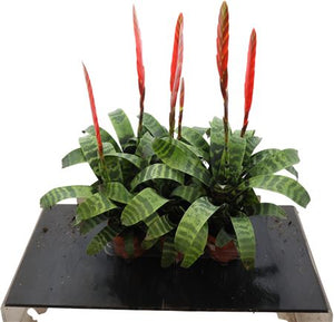 Red Vriesea ‘Era’ – 12cm Pot, 65cm Height